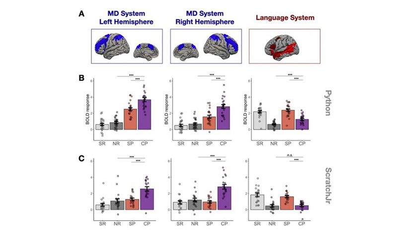 Brain-activity-while-coding-differs-from-processing-language-or-doing-math-03.jpg